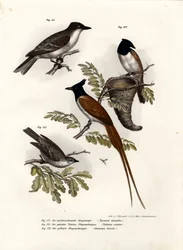 Re degli uccelli, 1864